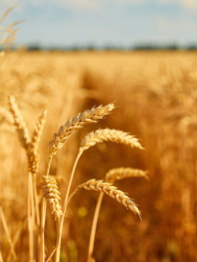 Agriculture
